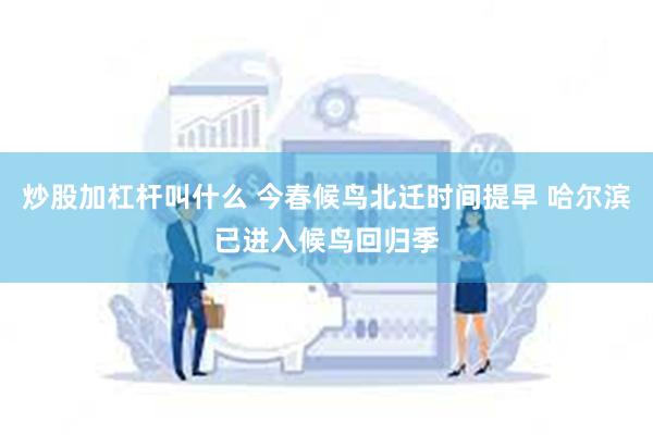 炒股加杠杆叫什么 今春候鸟北迁时间提早 哈尔滨已进入候鸟回归季